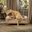 A miniature Golden retriever getting off of the pawsteps natural bolster dog bed