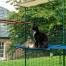 Cats sitting and laying down on blue outdoor waterproof cat shelf in outdoor catio Cats sitting and laying down on blue outdoor waterproof cat shelf in outdoor catio