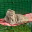 Cat laying down cleaning paw on red outdoor waterproof cat shelf in catio
