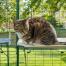 Cat sitting on white waterproof cat shelf in outdoor catio Cat sitting on white waterproof cat shelf in outdoor catio