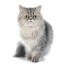 Persian pewter cat sitting against a white background