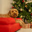 Dog relaxing in the red bolster dog bed Dog relaxing in the red bolster dog bed