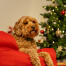 Dog relaxing in the red bolster dog bed Dog relaxing in the red bolster dog bed