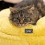 Cat test Cat test