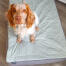 Dog in a Luxury Topology dog bed