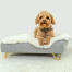 The luxurious, glossy gold feet, available in modern hairpins or ski-style rails, will add a touch of glamorous grandeur to your dog’s bed. The luxurious, glossy gold feet, available in modern hairpins or ski-style rails, will add a touch of glamorous grandeur to your dog’s bed.