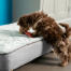 A puppy sniffing the Topology puppy bed with quilted topper