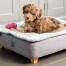 A puppy lying on the Topology puppy bed with quilted topper with a pink toy