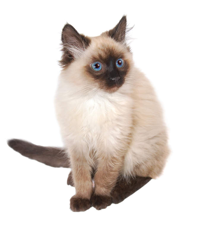 Persian - Himalayan | Cats | Breed Information | Omlet