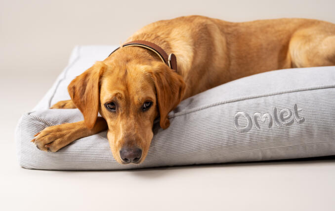 Close up of the Corduroy Pebble cushion dog bed.
