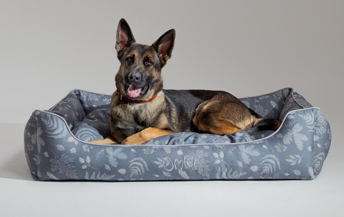 German Shepherd lying on a large designer Omlet Nest Dog Bed