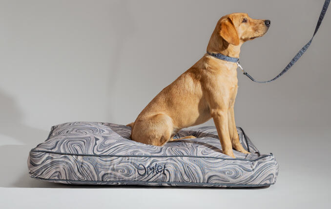 Retriever with a patterned Omlet Cushion Dog Bed with matching leash