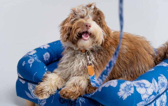 scruffy dog in vibrant blue floral patterned dog bolster bed