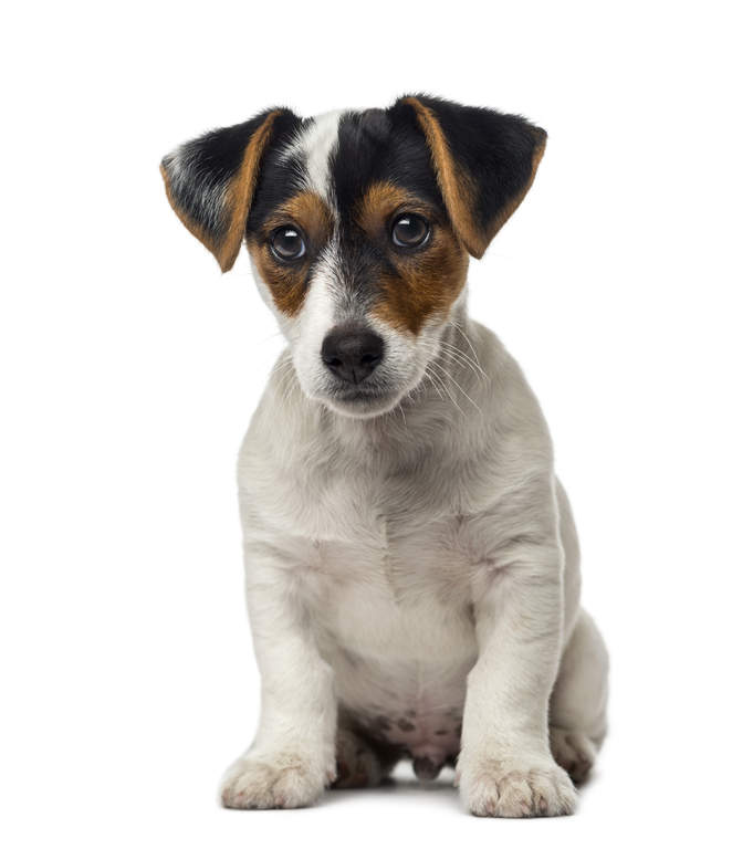Jack Russell Terrier | Dogs | Breed Information | Omlet Jack Russell Terrier | Dogs | Breed Information | Omlet