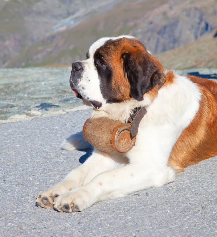 Saint Bernard Dog Breed Information and Pictures