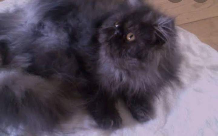 Persian Smoke Cats Breed Information Omlet
