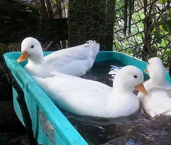 Call Duck Ducks Breed Information Omlet