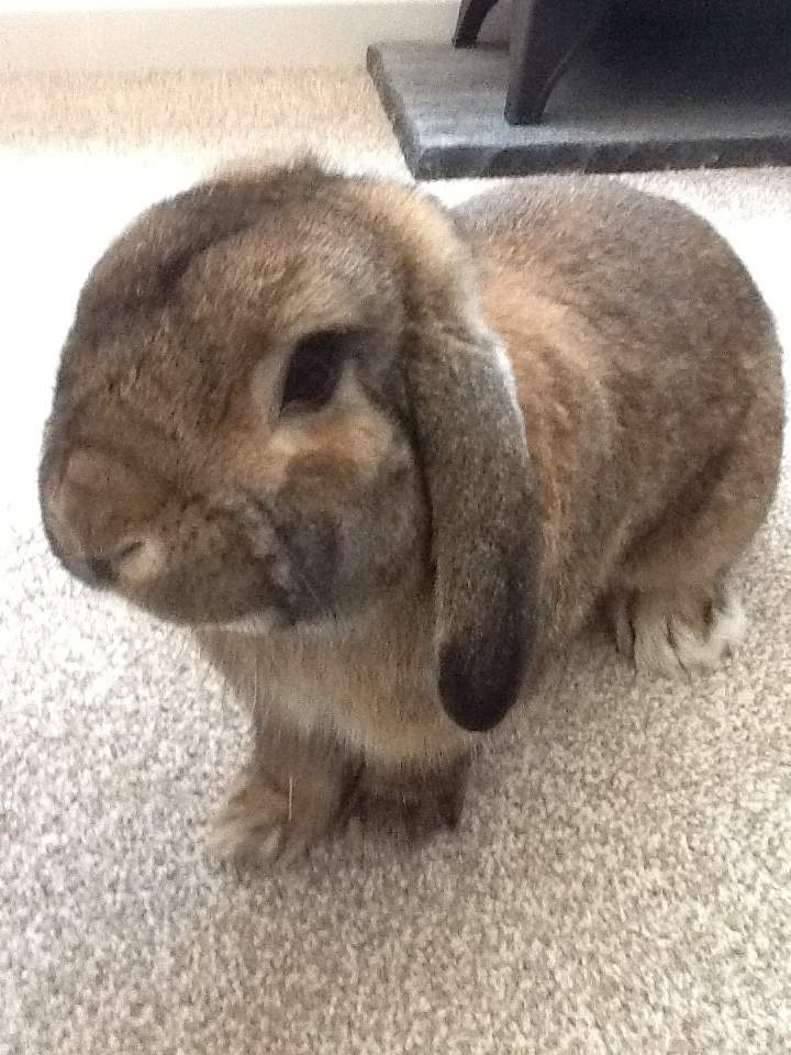 Dwarf Lop For Sale Rabbits Breed Information Omlet