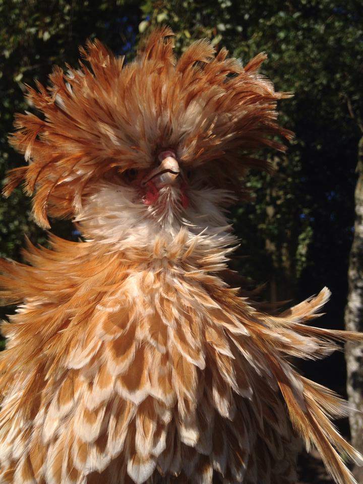Frizzle For Sale Chickens Breed Information Omlet
