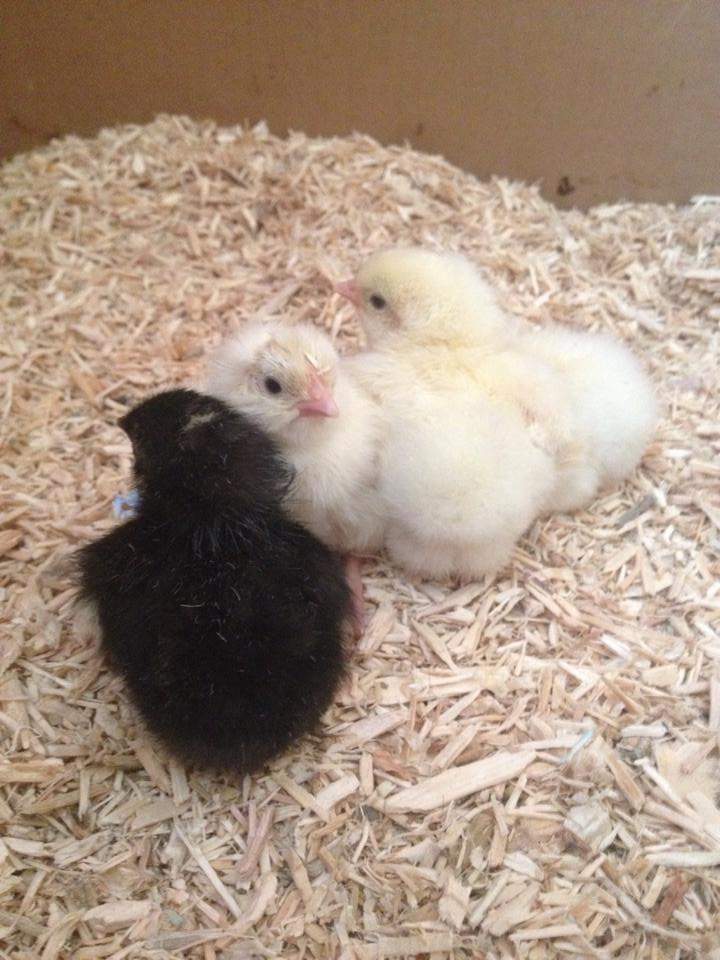 Hybrid For Sale Chickens Breed Information Omlet