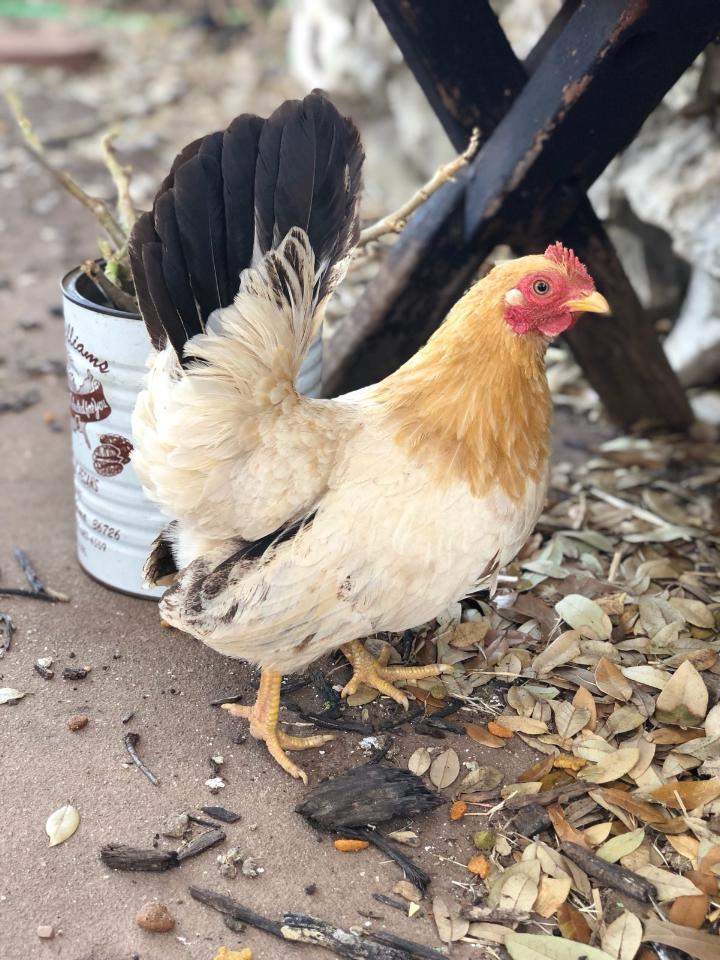 Japanese Bantam Chickens Japanese Bantam For Sale