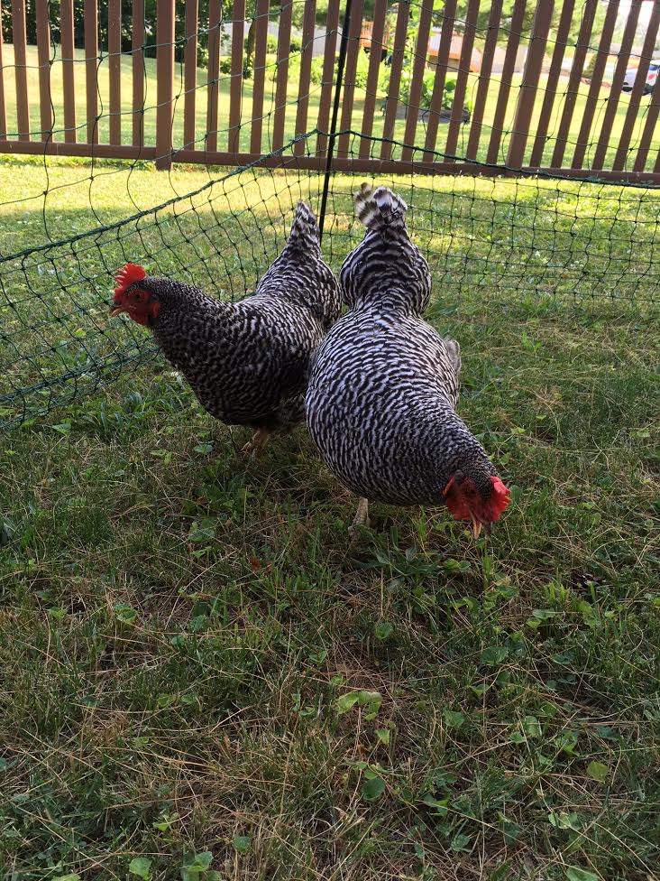 Plymouth Rock Chickens Plymouth Rock For Sale