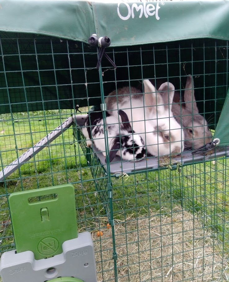 Zippi Rabbit Platforms for Zippi Runs | Omlet | Rabbit Hutches, Rabbit ...