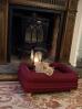 Fabulous Cat Bed