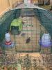 Love this run for my quail! 
