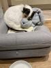 good size, dog took to it right away