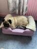 Perfect dog bed