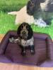 Fab bed hard to build 