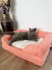 A cat resting on a cool mat which is on a cat bed.