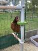 Great design -hens love it