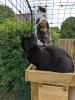 Cats enjoy the time outside 