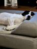 Someone loves their bed