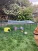 Very happy bunnies
