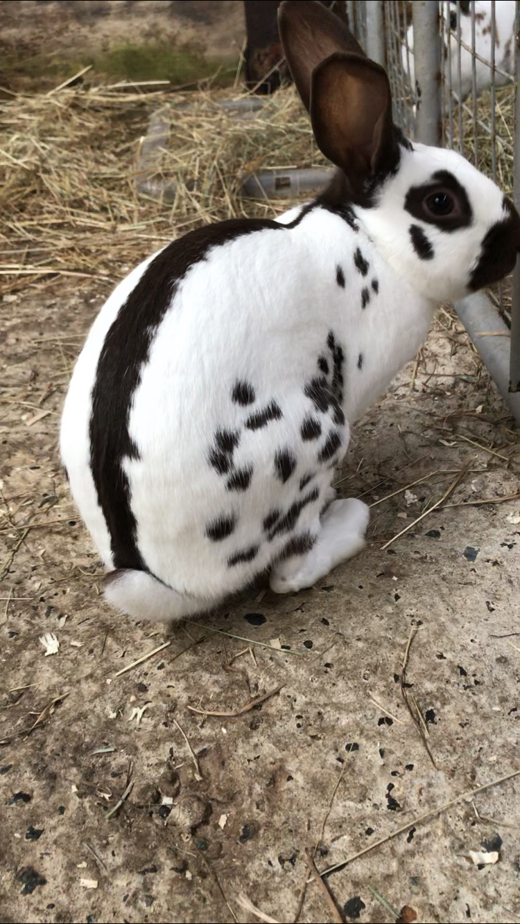 english spot rabbit