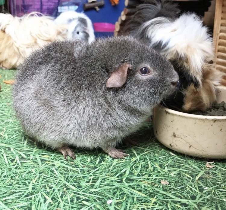 Rex For Sale Guinea Pigs Breed Information Omlet