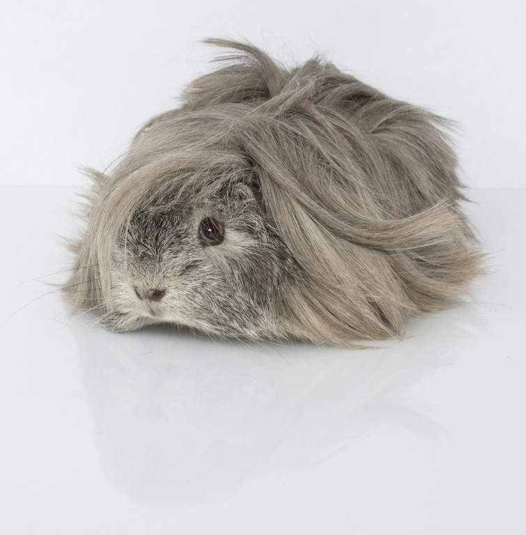 long haired guinea pig price