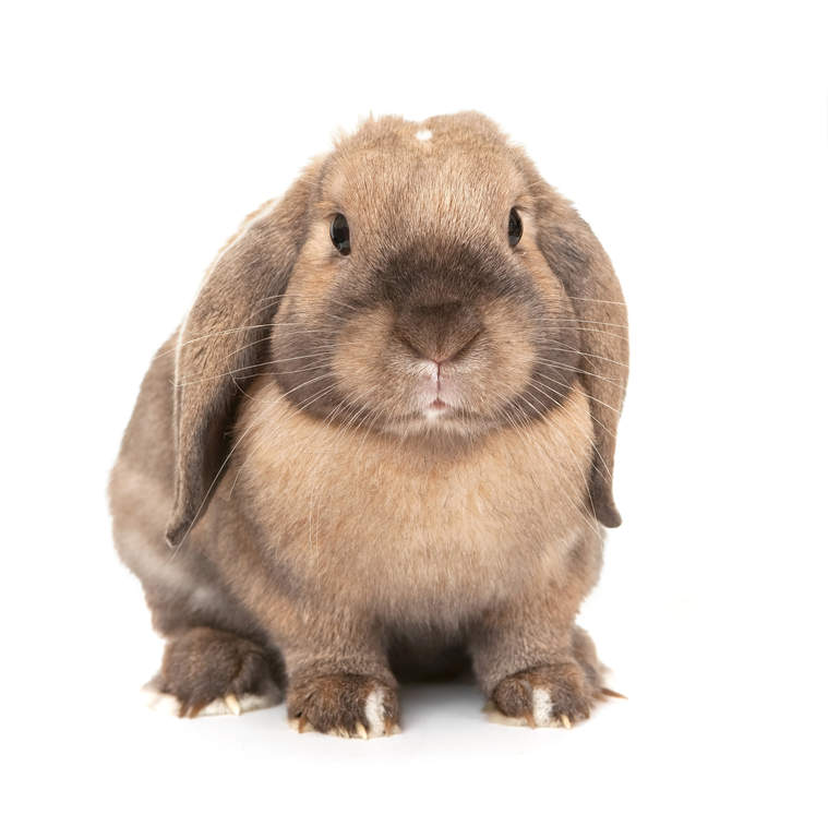 dwarf lop rabbit for sale near me