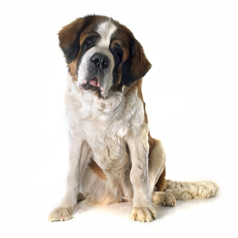 Saint Bernard Dogs
