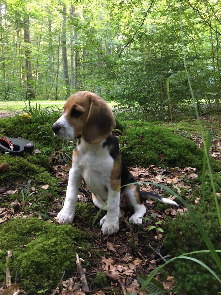 Bogle Dog (BoxerBeagle Mix) Info, Temperament, Puppies