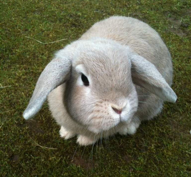 Dwarf Lop For Sale Rabbits Breed Information Omlet