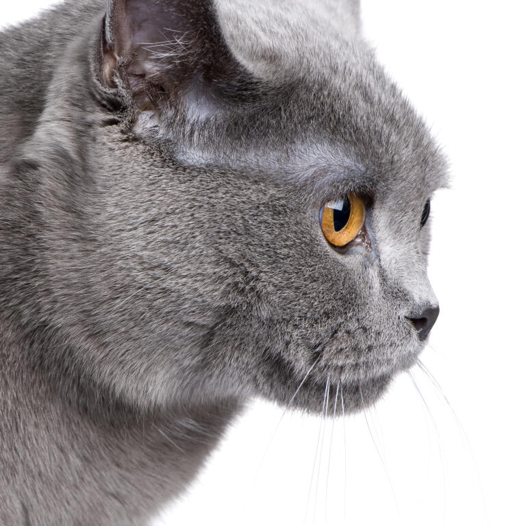 Chartreux british shorthair online
