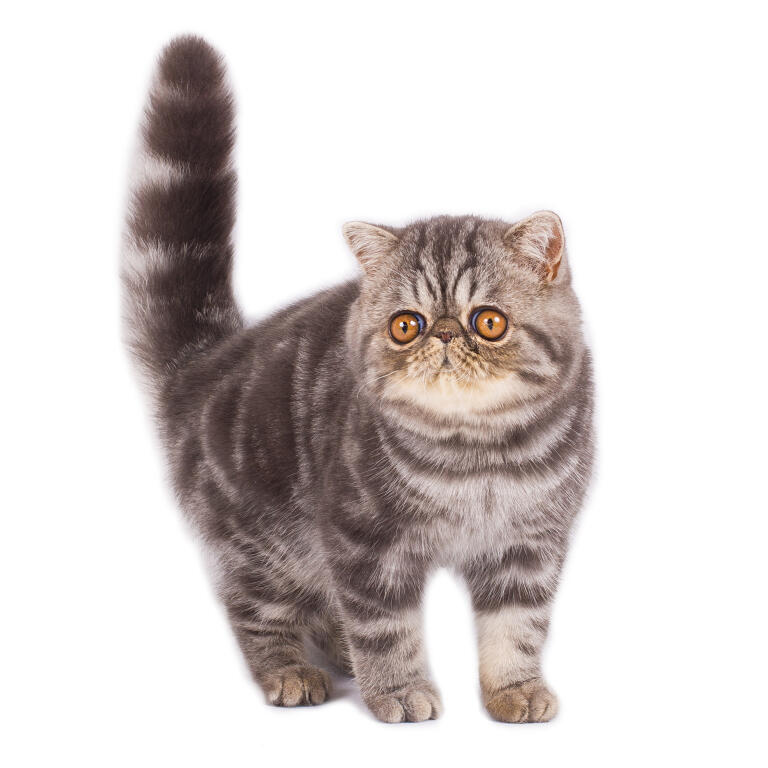 Exotic Shorthair Cats Breed Information Omlet