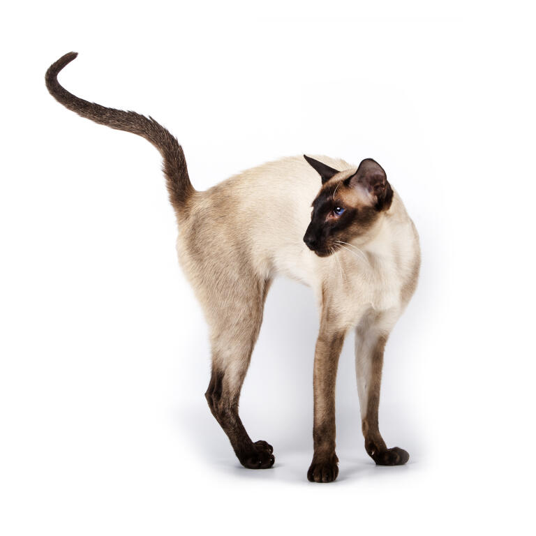 Tortie 2025 point siamese