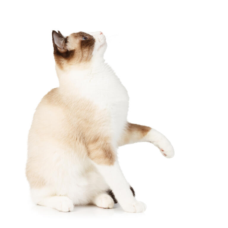 Burmese hotsell snowshoe cat