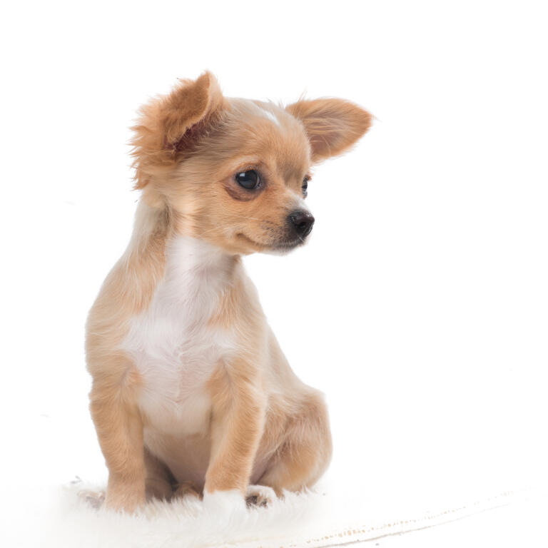 information about chihuahuas