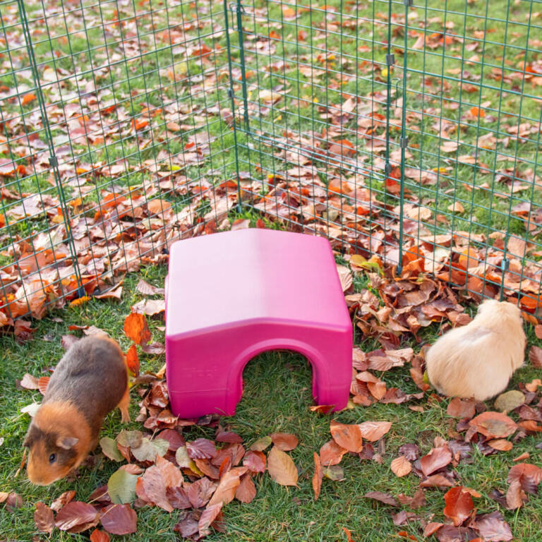 Zippi Guinea Pig Shelter Purple Guinea Pig Run Accessories